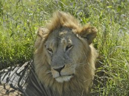 Seronera_and_Lobo2003-021